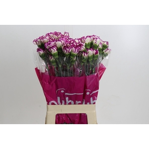 Dianthus St Kino