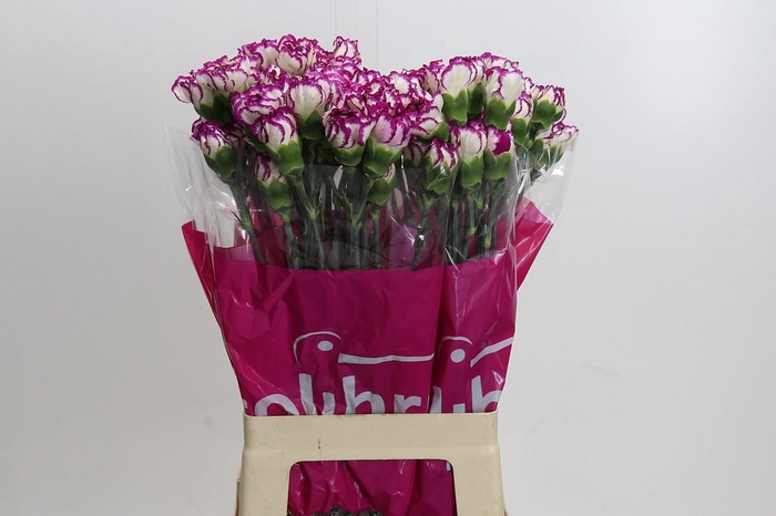 <h4>Dianthus St Kino</h4>