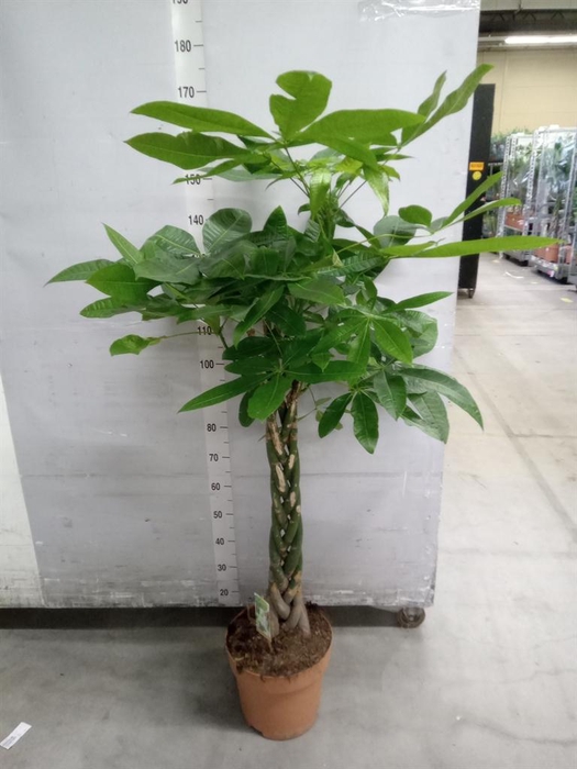 <h4>Pachira aquatica</h4>