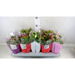 Schlumbergera  'Flame'   ...mix