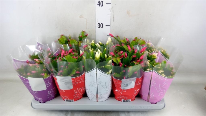 <h4>Schlumbergera 'Flame' ...mix</h4>