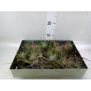 Tillandsia