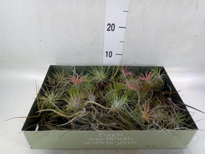 <h4>Tillandsia</h4>