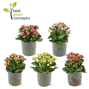 KALANCHOE OV