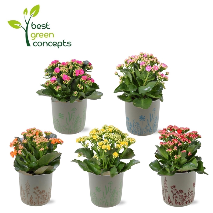 <h4>KALANCHOE OV</h4>