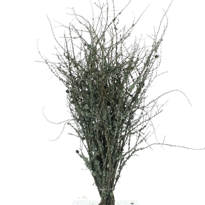 Larix With Moss P Stem 130cm