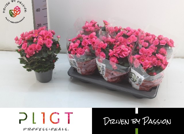 <h4>BEG HL ADONIA PINK</h4>