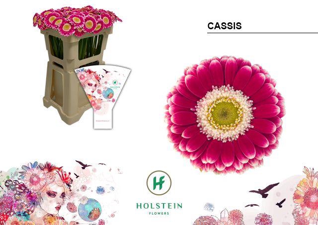 <h4>Germini Cassis Water</h4>