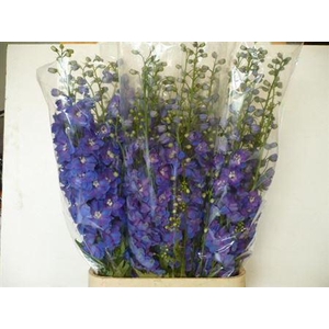 Delph Du Guardian Blue