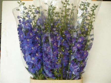 <h4>Delph Du Guardian Blue</h4>