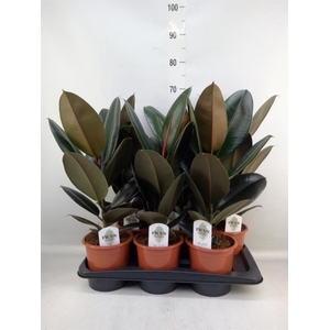 Ficus elastica 'Abidjan'