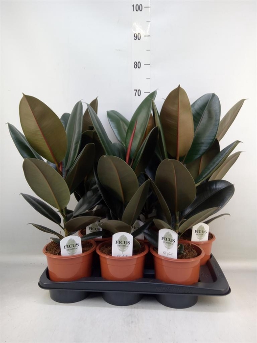 <h4>Ficus elastica 'Abidjan'</h4>