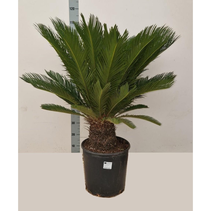 <h4>CYCAS REVOLUTA</h4>