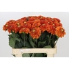Dahlia Orange Fox