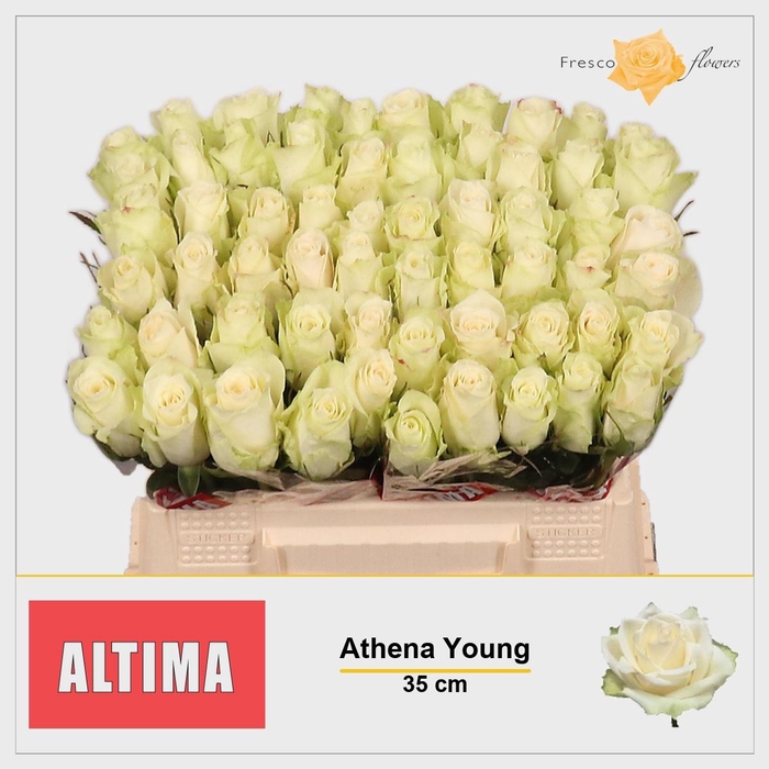 <h4>R GR ATHENA</h4>