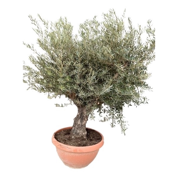 <h4>Olea europea P85 schaal</h4>