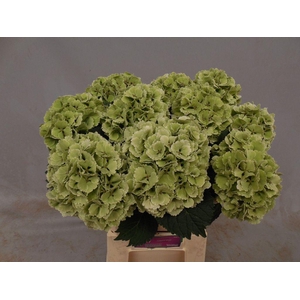 Hydrangea lollipop classic