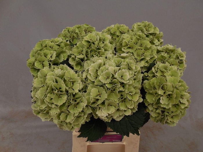 <h4>Hydrangea lollipop classic</h4>