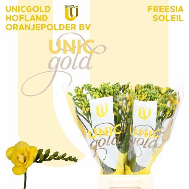 <h4>Freesia du Soleil</h4>