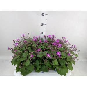 Pericallis cr. 'Senetti Magenta Bi'