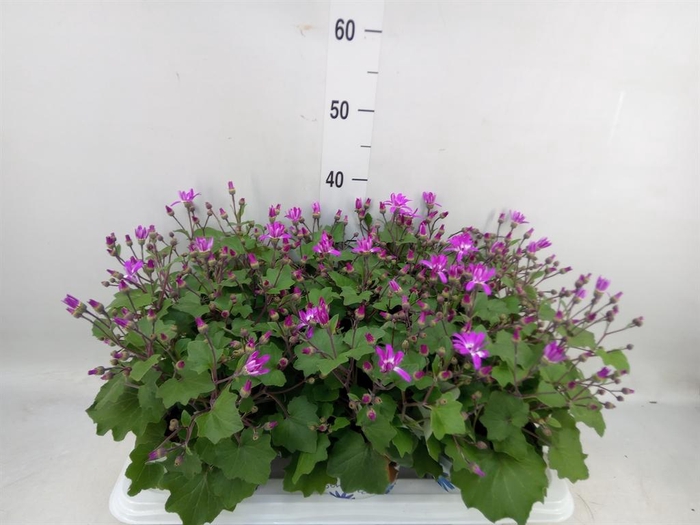 <h4>Pericallis cr. 'Senetti Magenta Bi'</h4>