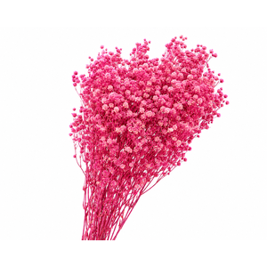 Dried Bleached Gypso Xlence Pink