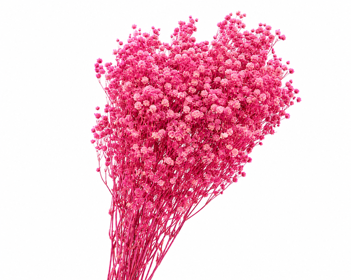 <h4>Dried Bleached Gypso Xlence Pink</h4>