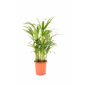 Areca P17 30+ stekken