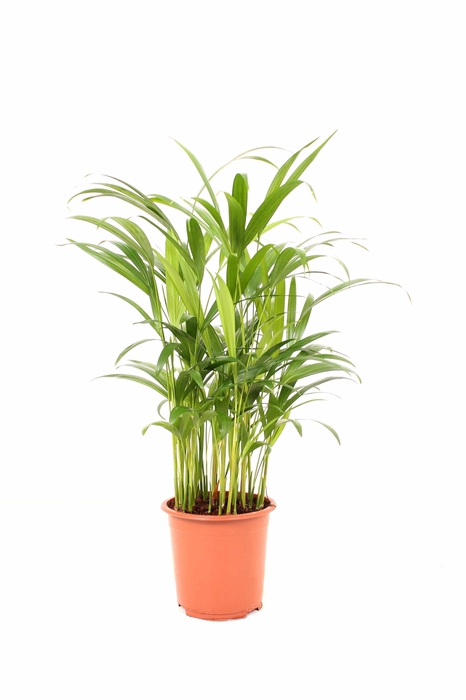 <h4>Areca P17 30+ stekken</h4>