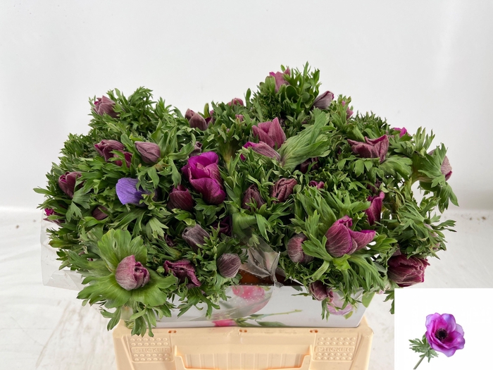 <h4>ANEM CO MAR ORCHID</h4>