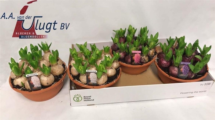 Hyacin Pear Gem 3 Kl