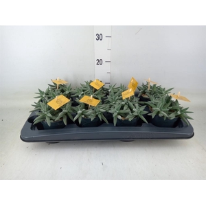 Crassula  'Kraaiepootje'