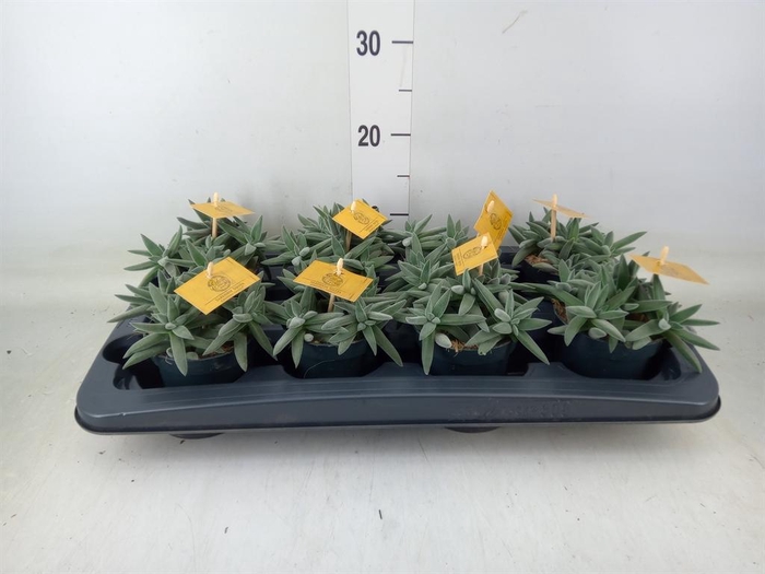 <h4>Crassula  'Kraaiepootje'</h4>