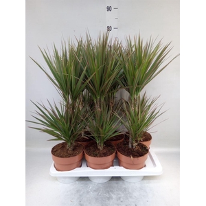 Dracaena marg. 'Bicolor'