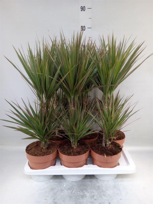 <h4>Dracaena marg. 'Bicolor'</h4>