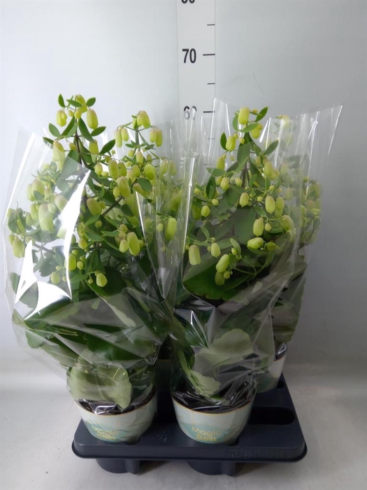 <h4>Kalanchoe  'Magic Bell'</h4>