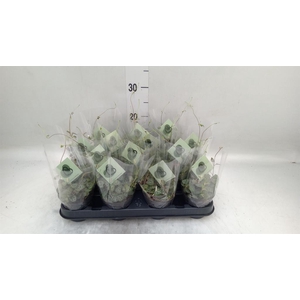 Ceropegia woodii ssp. woodii