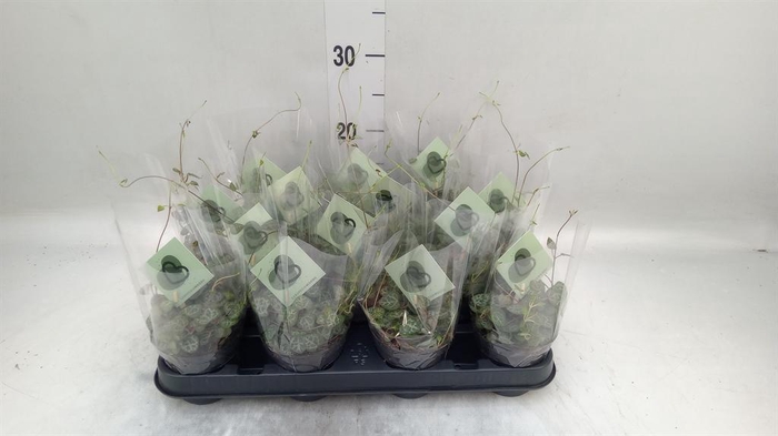 <h4>Ceropegia woodii ssp. woodii</h4>