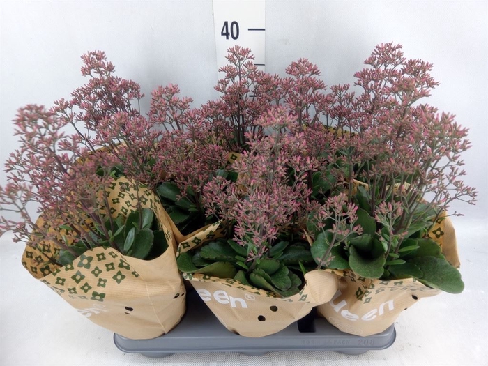 Kalanchoe  'WildFlow Surp Canyon'