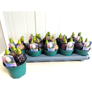 arr8 Hyacin Pot Gem 3 Kl