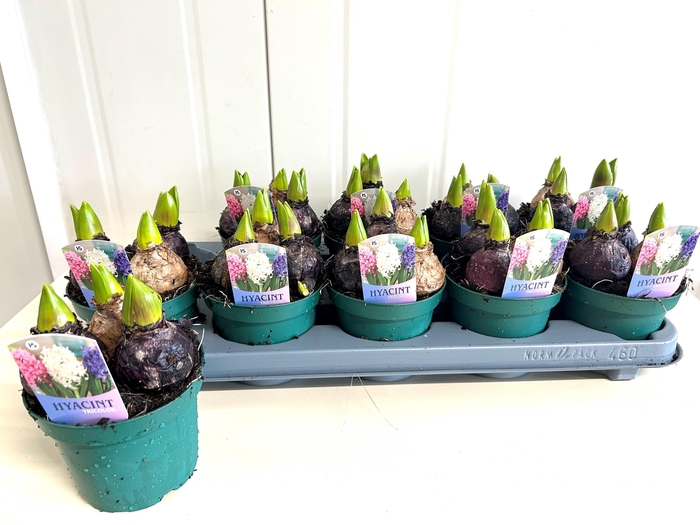 arr8 Hyacin Pot Gem 3 Kl