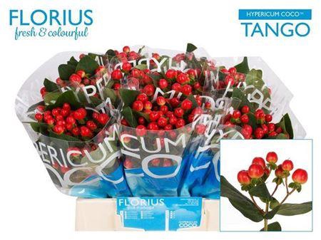 <h4>Hyp Coco Tango</h4>