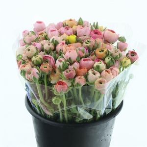 Ran El Pastel Pink Extra