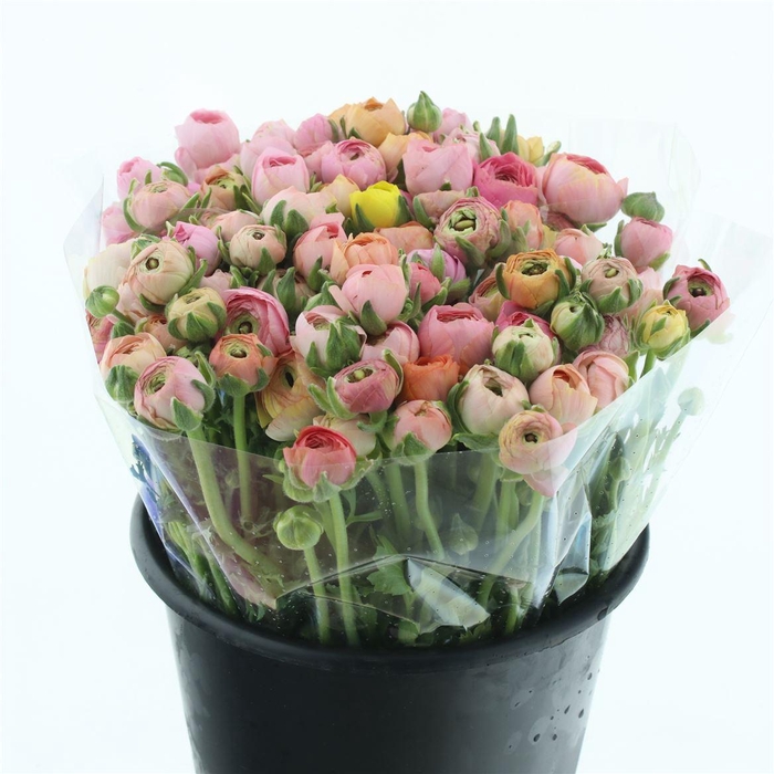 <h4>Ran El Pastel Pink Extra</h4>