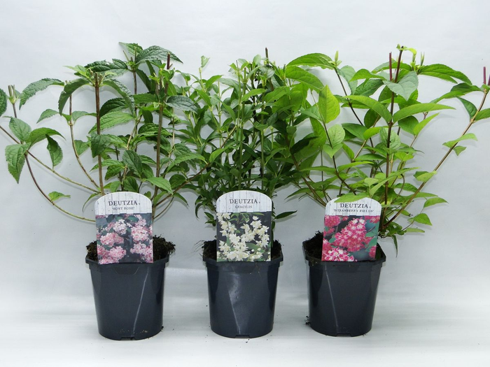 Deutzia mix shelve