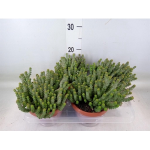 Crassula marnieriana