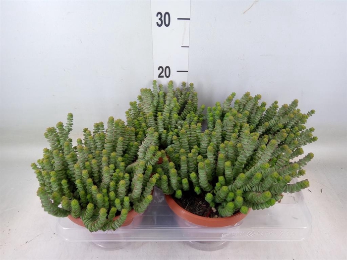 <h4>Crassula marnieriana</h4>