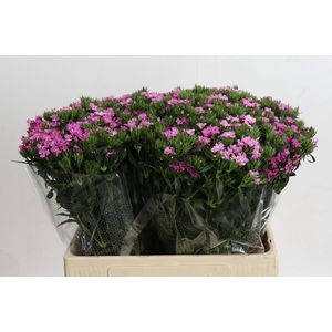 Dianthus Br Amazon Rose Magic