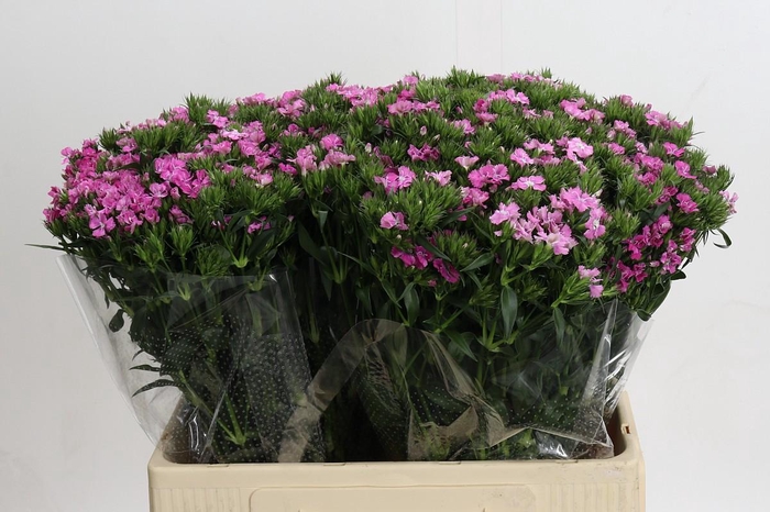 <h4>Dianthus Br Amazon Rose Magic</h4>