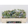 Oxypetalum Tweedia Blue